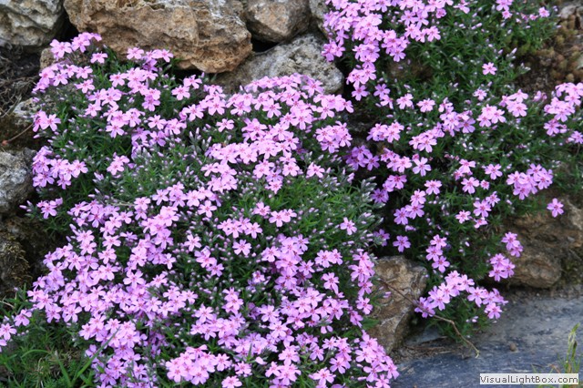 Friesauer Gartenoase