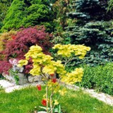 A shirasawanum Jap Goldahorn