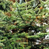 Abies cephalonica Griechische Tanne