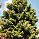 Abies concolor Coloradotanne 