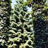 Abies concolor Coloradotanne zw mit Efeu bew Staemmen