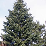 Abies concolor var. lowiana Coloradotanne 