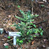 Abies homolepsis Nikkotanne 12 06 15 