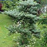 Abies koreana glauca Koreatane blaunadlig 