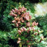 Abies koreana Koreatanne 