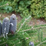 Abies koreana Koreatanne Zwerg 