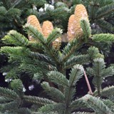 Abies nordmannia Nordmanntanne