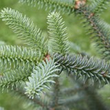 Abies pinsapo Span Tanne 3