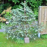 Abies pinsapo Spanische Tanne 3 