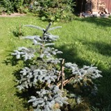 Abies procera Pazifische Edeltanne  2 