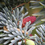 Abies procera Pazifische Edeltanne maennl Bluete 
