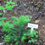 Abies sibirica Sibirische Tanne 