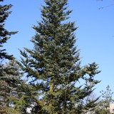 Abies veitchii  Veitchtanne 2