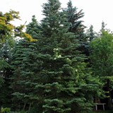 Abies veitchii Veitchtanne 