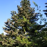 Abies veitchii Veitchtanne mit Blueten 