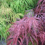Acer palmatum dissektum  Schlitzblaettriger Ahorn