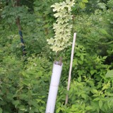 Acer platanoides Drummondi Gelbrandiger Spitzahorn