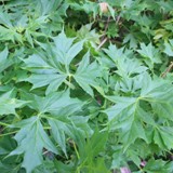 Acer platanoides lorbergii Spitzahorn art