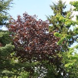 Acer pseudoplatanus Faassens Black rotlaubiger Bergahorn 