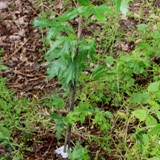 Acer saccharinum Wieri  Geschlitzster Silberahorn 