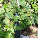 Acer Saccharum zuckerahorn 12 06 19 