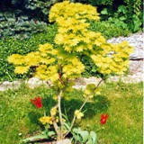 Acer shirasawanum Aureum Goldahorn
