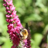 Ackerhummel a Veronika 