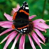 Admiral auf Echinacea