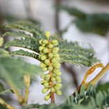 Albizia Bluetenknospe