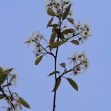Amelanchier lamarkii Felsenbirne 
