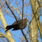 Amsel 1 