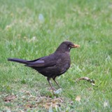 Amsel 2