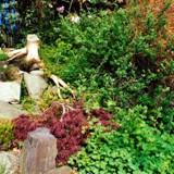 Anpflanzung oberh Teich