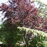 Atlasceder & Blutpfl  