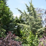 Atlasceder 6 Perueckenstrauch