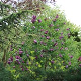 Atlasceder Flieder u Blutpflaume 