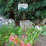 Azalee v Blauzederwacholder