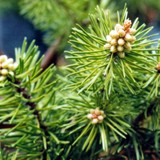 Bankskiefer -m Blueten +Mai