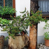 Bankskiefer im Pflanzkuebel