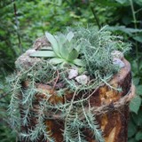 bepflanzter Baumstamm 