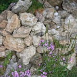 Bepflanzung Steinhaufen 