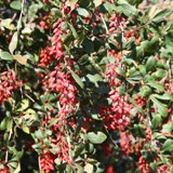 Berberis communis Berberitze