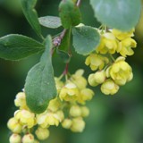 Berberis communis Berberitze Blueten
