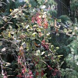 Berberitze unter Linde