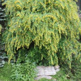 Berberris vulgaris Gem Berberitze 