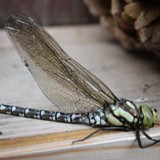 Blauguene Mosaikjungfer