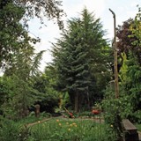 Blick v Grillplatz gen Schwarzfichte u Libanonceder 