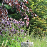 Blutbuche am Gedenkstein 