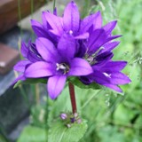 Bueschelglockenblume