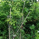 Carpinus cordata Herzblaettrige Hainbuche